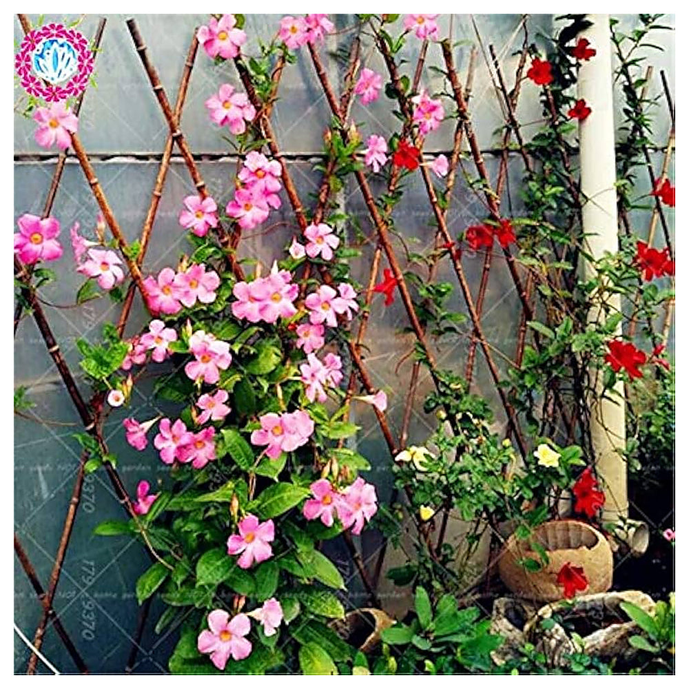 Red Pink Mandevilla Flower Seeds – Heirloom Non-GMO Seeds for Planting with High Germination, Organic Garden Seeds | Neera Seeds product photo [neera-v4-19be6290f6a24052a138]