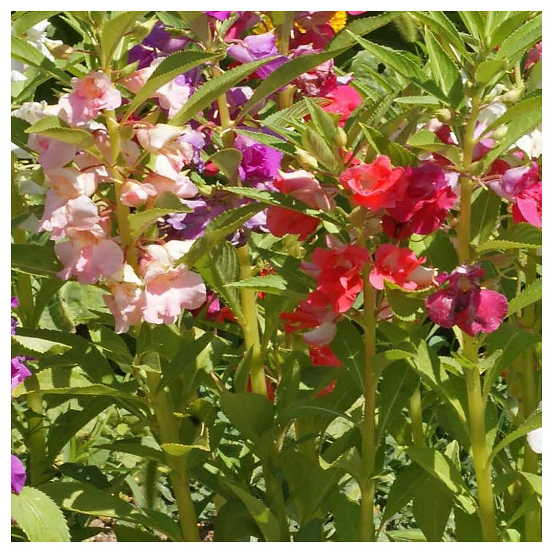 Impatiens Xtreme Violette For Planting Impatiens Walleriana For Flower Beds And Shaded Gardens | Neera Seeds product photo [neera-v4-19c56b097273485b627b]