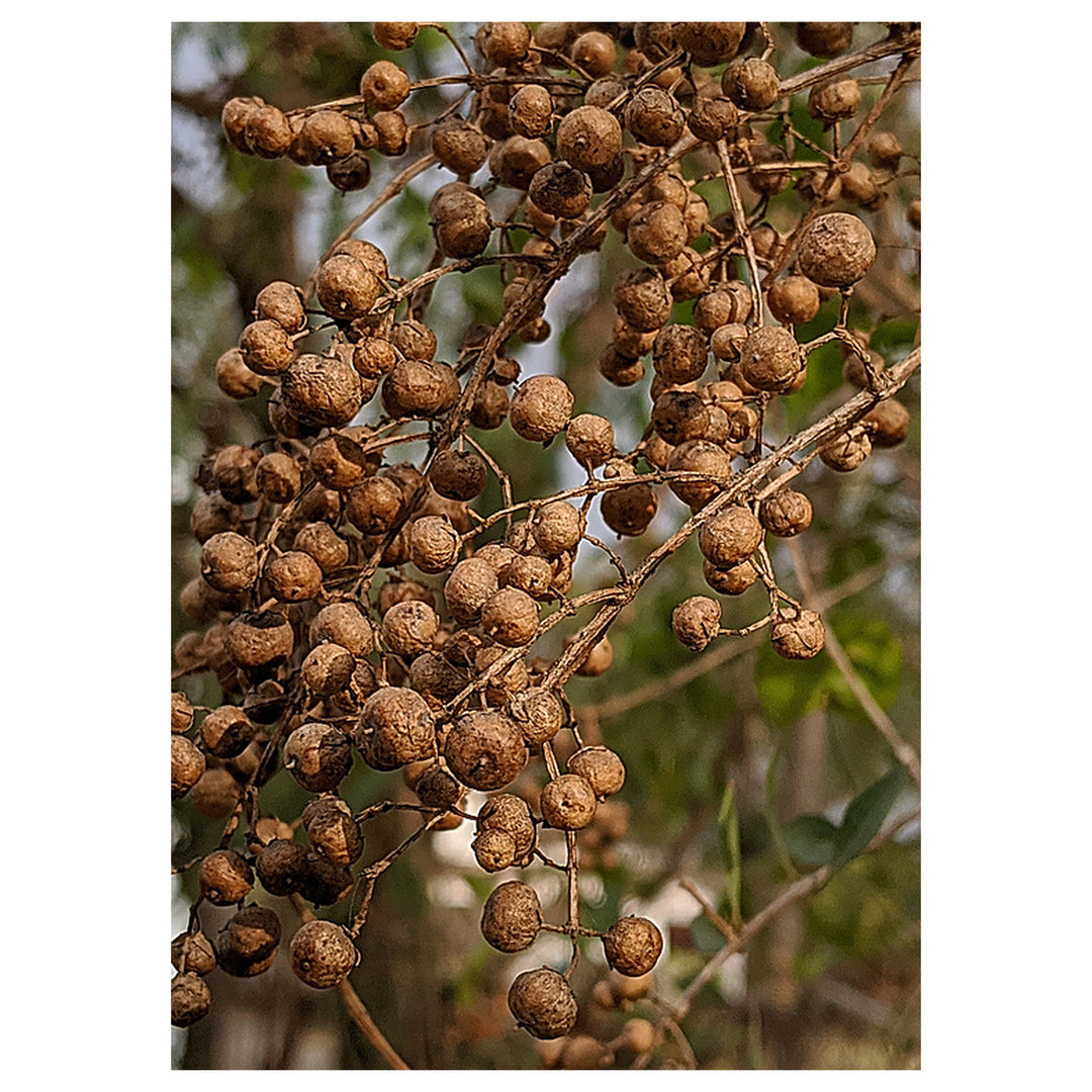 Brown Zanthoxylum Plant Seeds for Planting – Spicy Aromatic Tree Seeds | Neera Seeds product photo [neera-v4-19d88a69525dacb96da8]
