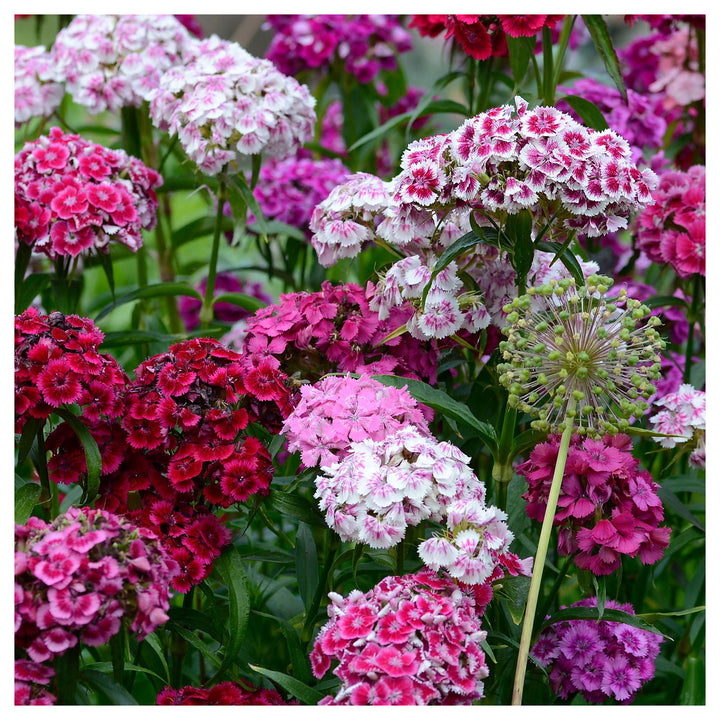 Dianthus Dianthus Barbatus Sweet William Multi Color Flower For Planting Ideal For Cut Flowers | Neera Seeds product photo [neera-v4-19daf5e3a80fca9d564a]