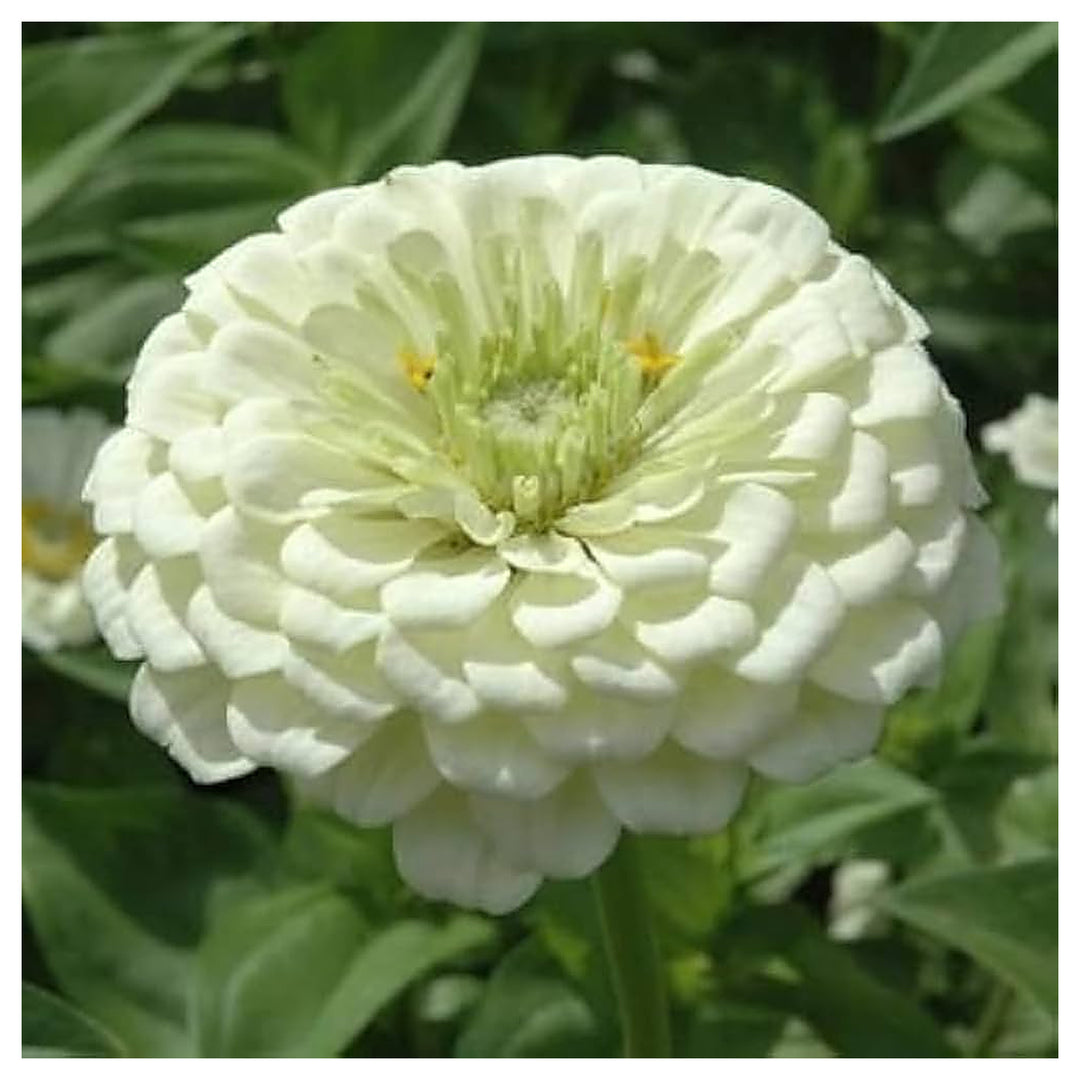 White Green Zinnia Flower Seeds for Planting – Vibrant, Non-GMO Heirloom Garden Seeds | Neera Seeds product photo [neera-v4-19e15b7c55ec894833aa]