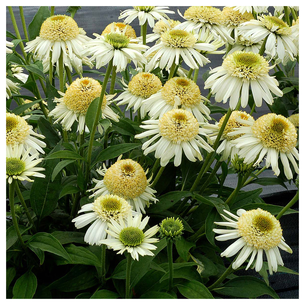 Vanilla Echinacea Flower Seeds for Planting - Heirloom, Non-GMO Seeds for Home Garden | Neera Seeds product photo [neera-v4-19eb6adcfa07f5e7bfc7]