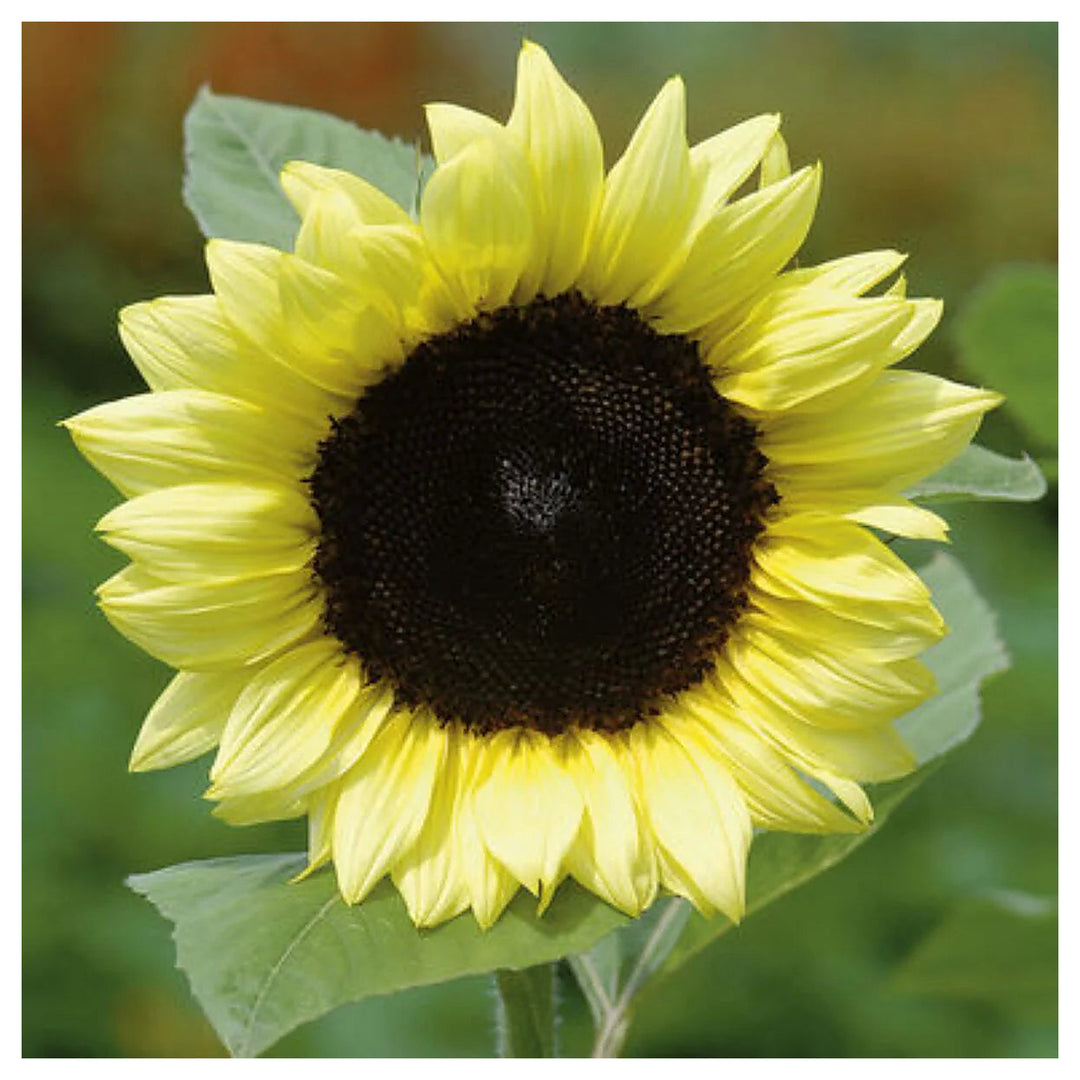 Lemon Sunflower Seeds for Planting – Heirloom Non-GMO Flower Seeds, High Germination Organic Home Garden Blooms | Neera Seeds product photo [neera-v4-19f95252a7dc83d88fe7]