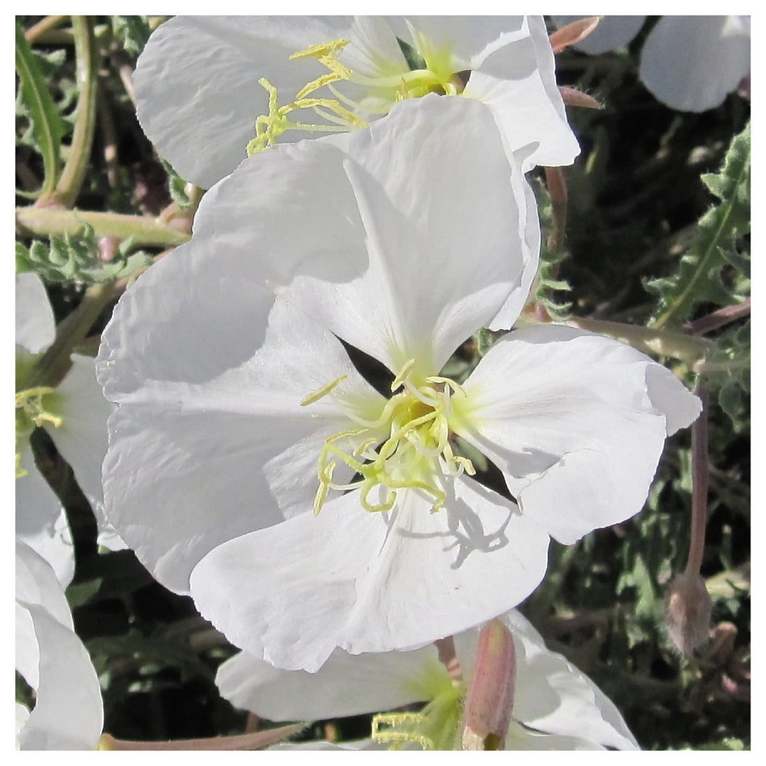 Organic White Oenothera Flower Seeds for Planting – Heirloom, Non-GMO | Neera Seeds product photo [neera-v4-19fdd87455795ebd431a]