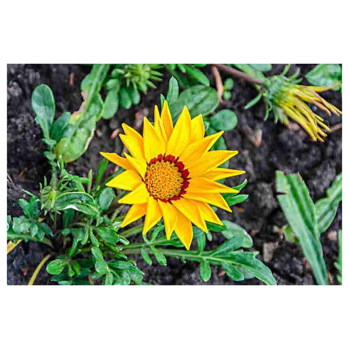 Yellow Diversifolia Flower Seeds for Planting | Neera Seeds product photo [neera-v4-19ff6258d35ce7e4ea64]