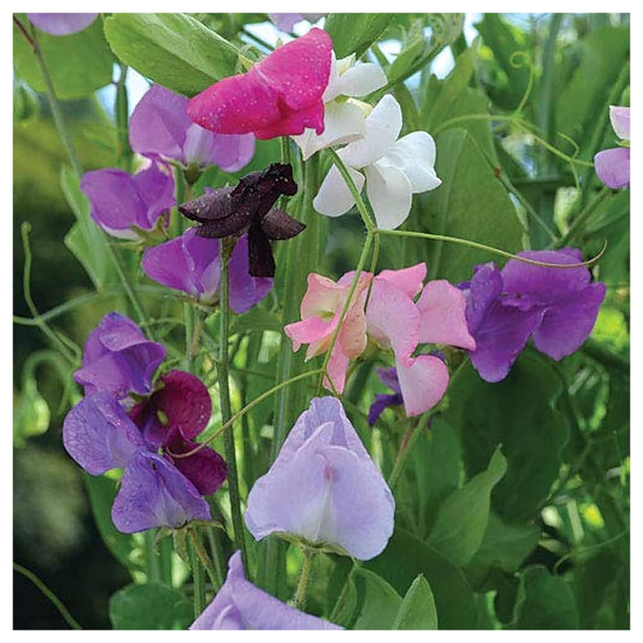 Heirloom Non-GMO Sweet Peas Flower Seeds – Fragrant Climbing Vine Seeds for Garden Trellises, High Germination | Neera Seeds product photo [neera-v4-1a1586c4433e49fdb3e3]