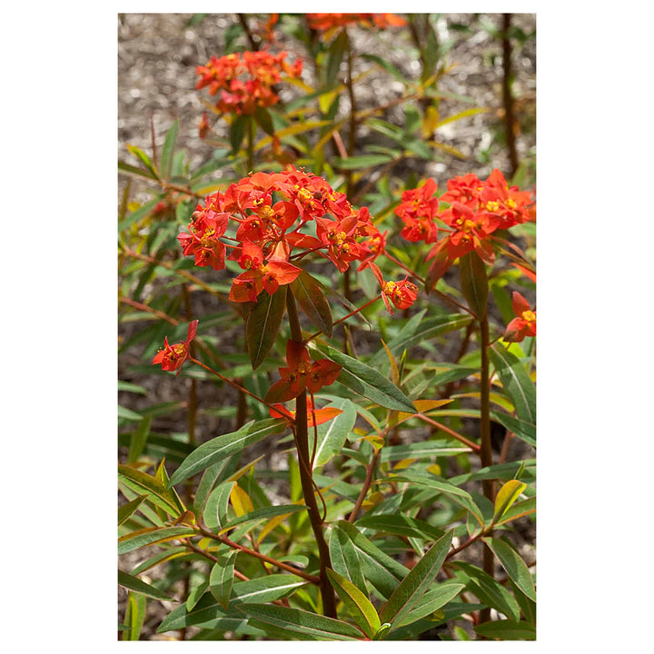 Red Euphorbia Griffithii Flower Seeds – Heirloom Non-GMO Seeds for Planting | High Germination Organic Garden Seeds | Neera Seeds product photo [neera-v4-1a2c90d2e40d98451a32]