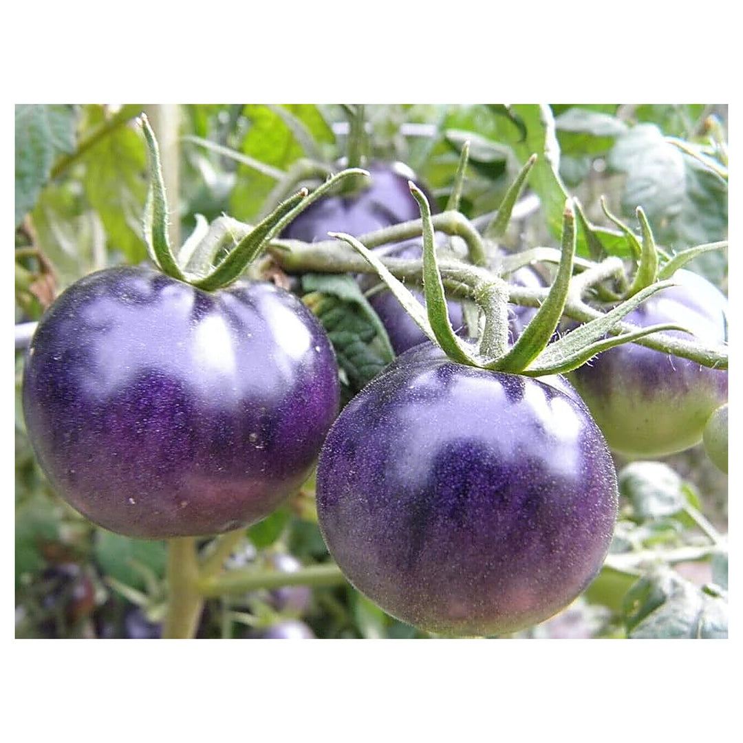 Night Blue Tomato Seeds for Planting – Heirloom, Non-GMO, High Germination Organic Seeds for Unique Flavor | Neera Seeds product photo [neera-v4-1a36302e3f2f02df02f7]