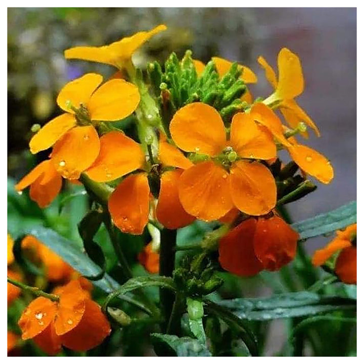 Heirloom Non-GMO Siberian Flower Seeds for Planting – Cold-Hardy Ornamental Garden Blooms | Neera Seeds product photo [neera-v4-1a37aa50121ca6f3443c]