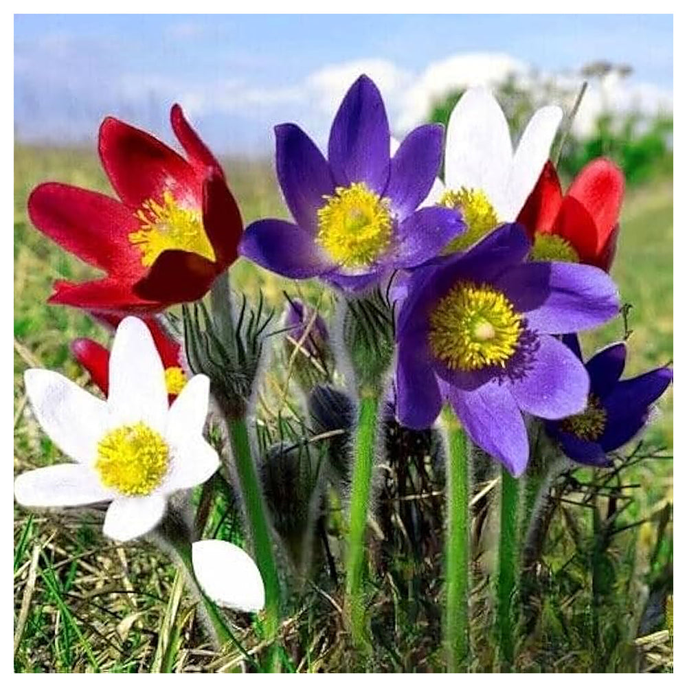 Mix Pulsatilla Pasque Flower Seeds – Heirloom, Non-GMO, High Germination Organic Garden Seeds for Landscaping | Neera Seeds product photo [neera-v4-1a43602974c9ba293a5a]