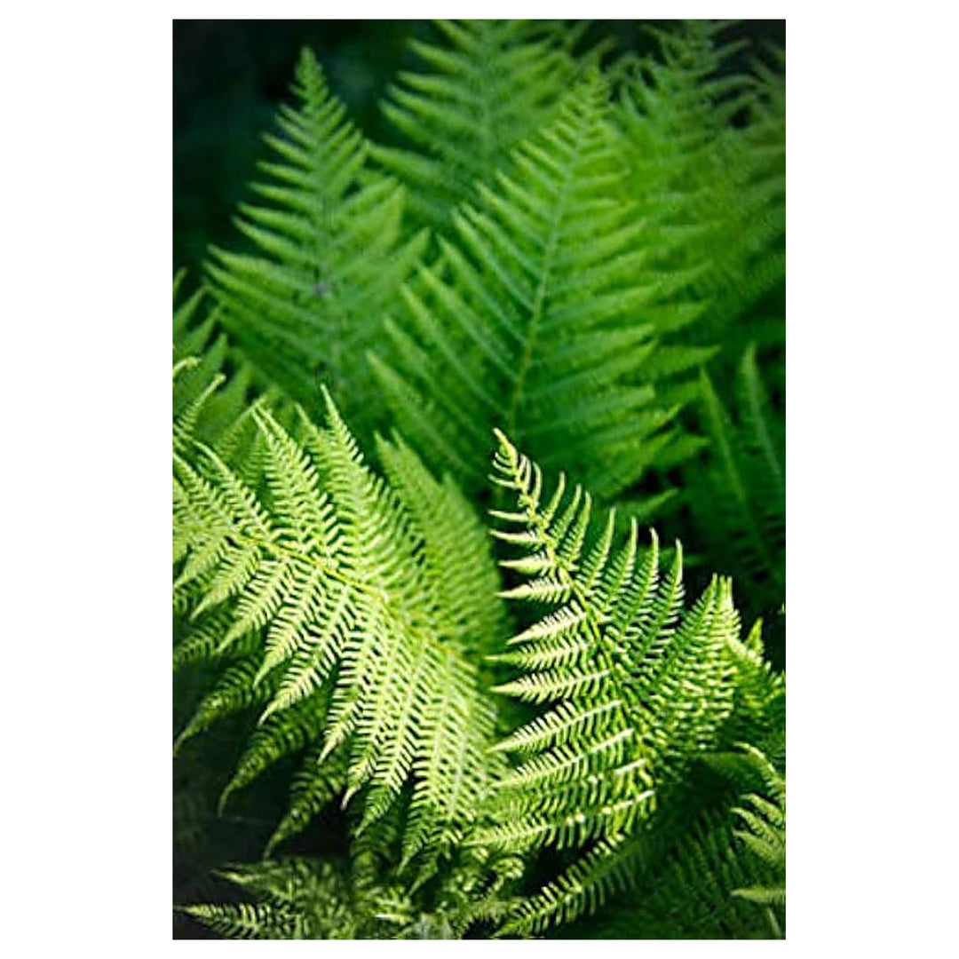 Green Fern Plant Seeds for Planting - Heirloom Non GMO Shade Loving Indoor Outdoor Seeds | Neera Seeds product photo [neera-v4-1a484accb50318d439bb]
