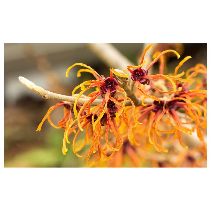 Zaubernuss Hamamelis Flower Seeds for Planting – Heirloom, Non-GMO, High Germination Organic Garden Seeds | Neera Seeds product photo [neera-v4-1a5d26e19537b7c0343c]