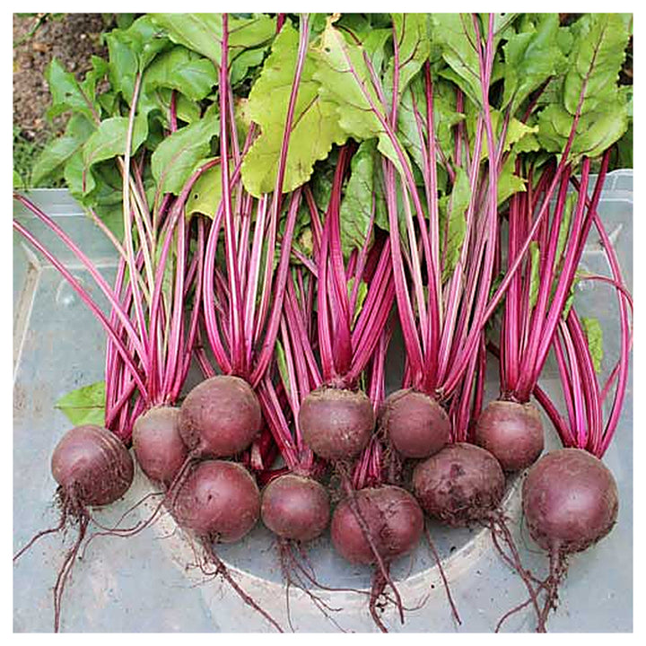 TEMP Hybrid Red Beetroot Seeds for Planting – Heat Tolerant, Uniform Roots, High-Yielding Vegetable Seeds | Neera Seeds product photo [neera-v4-1a6e55172423c675102d]