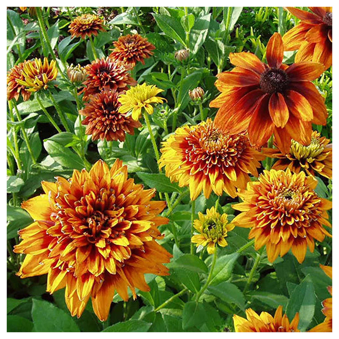 Black Eyed Susan Rudbeckia hirta ‘Cherokee Sunset’ Seeds – Non-GMO Flower Seeds for Garden Planting | Neera Seeds product photo [neera-v4-1a872cb0ea6dd0485d7d]