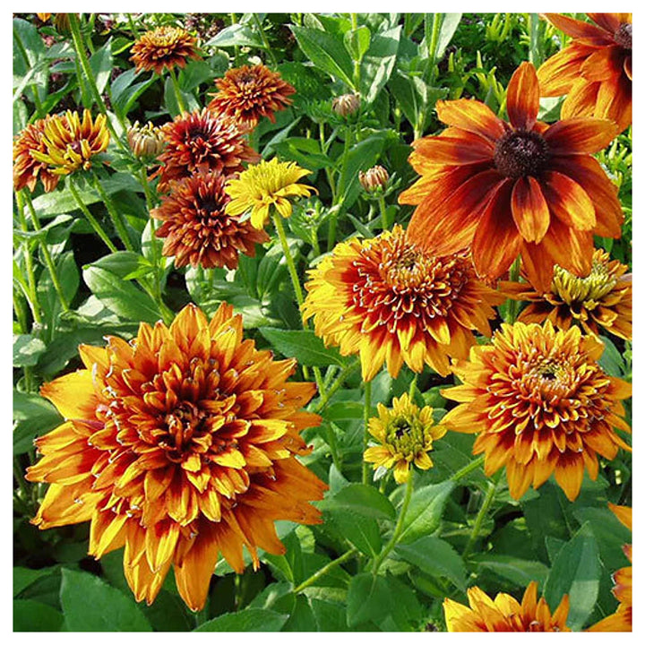 Black Eyed Susan Rudbeckia hirta ‘Cherokee Sunset’ Seeds – Non-GMO Flower Seeds for Garden Planting | Neera Seeds product photo [neera-v4-1a872cb0ea6dd0485d7d]