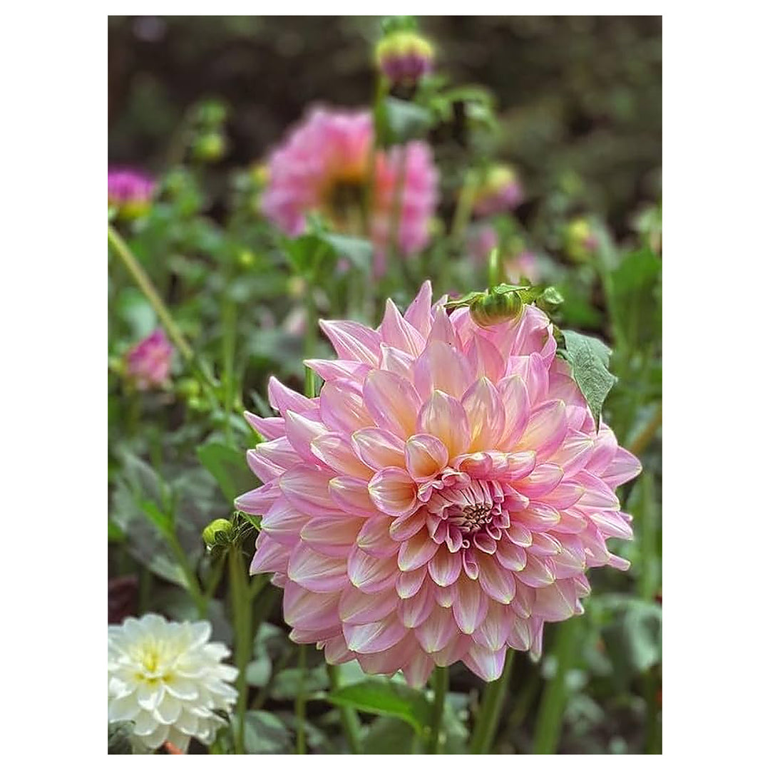 Blue &amp; White China Aster Heirloom Non-GMO Seeds for Planting – High Germination Organic Garden Seeds for Vibrant Bl | Neera Seeds product photo [neera-v4-1aa27ed8c32ae6f5be41]