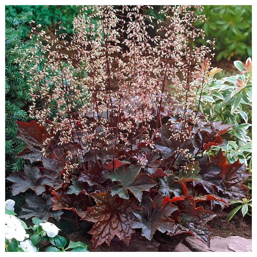 Purple Heuchera Plant Seeds – Heirloom Non-GMO Seeds for Planting | Shade-Loving Perennial Organic Garden Seeds | Neera Seeds product photo [neera-v4-1aa46dea8ecb4f938c4f]