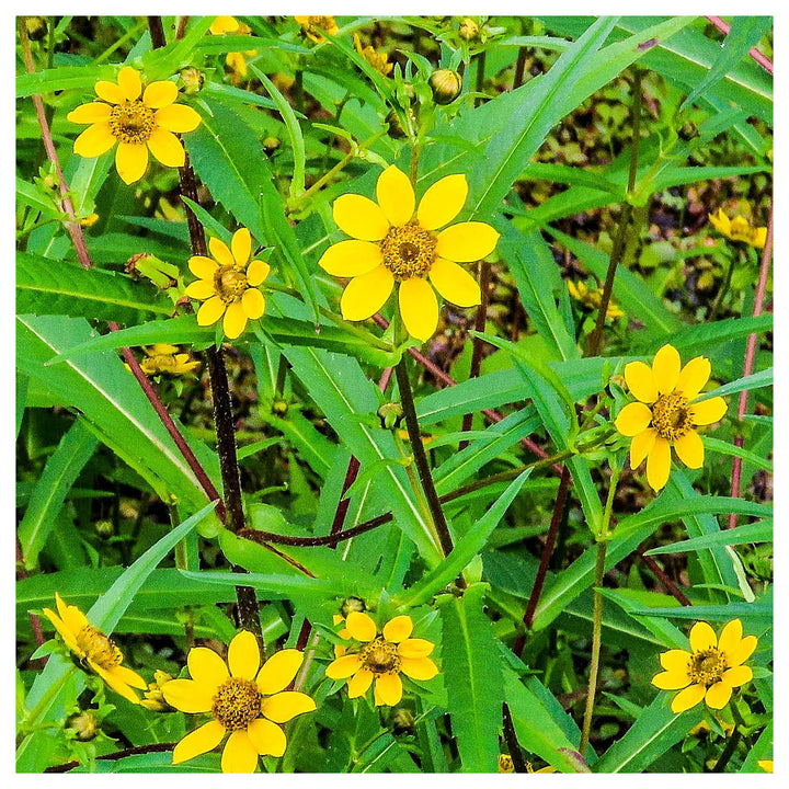Yellow Bur Marigold Flower Seeds – Heirloom Non-GMO Seeds for Garden Planting | Neera Seeds product photo [neera-v4-1aa94dba8b320fe8c561]