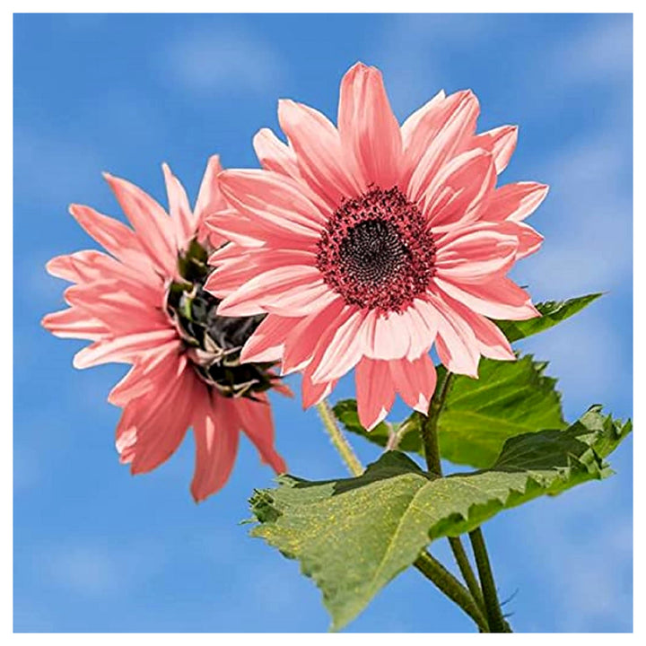Baby Pink Sunflower Seeds for Planting - Heirloom Non-GMO High Germination Organic Garden Seeds | Neera Seeds product photo [neera-v4-1ab1dab1775ced27508c]