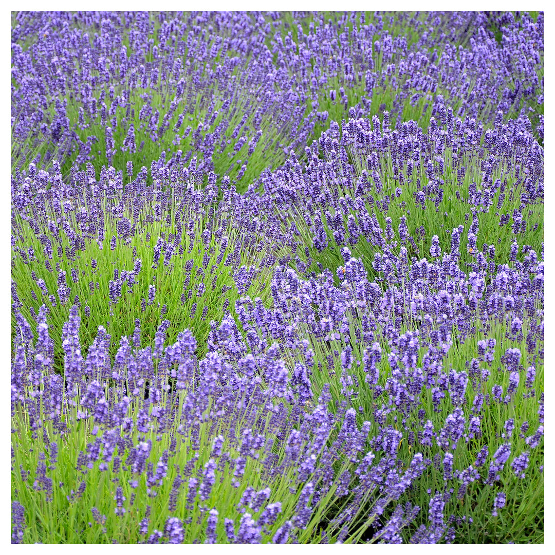Lavender Usa Heirloom Organic Spanish Eyes Flower Seeds Home Garden Planting, Fragrant Organic | Neera Seeds product photo [neera-v4-1ad295f95e476565493e]