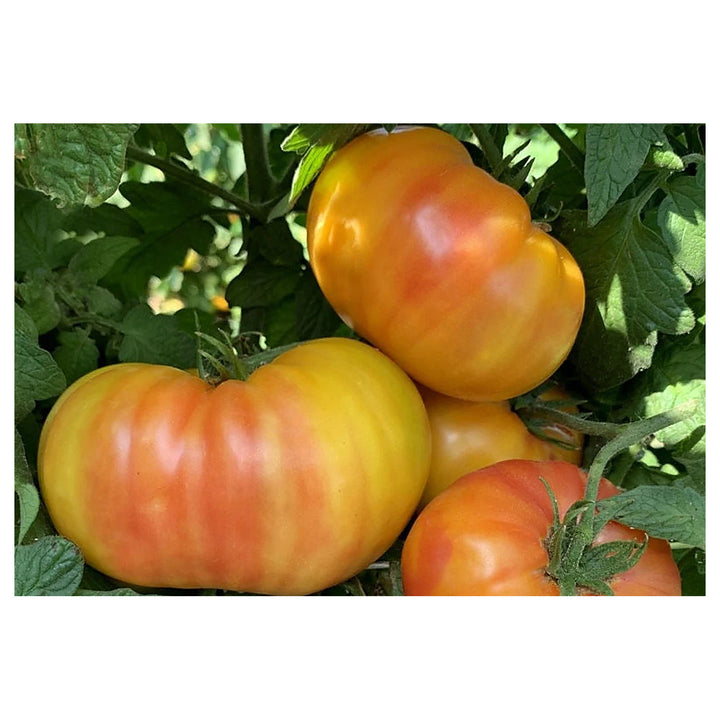 Hillbilly Potato Leaf Tomato Seeds for Planting – Heirloom, Non-GMO, High Germination, Organic Garden Seeds | Neera Seeds product photo [neera-v4-1ad9d5964dec46f9e1bc]