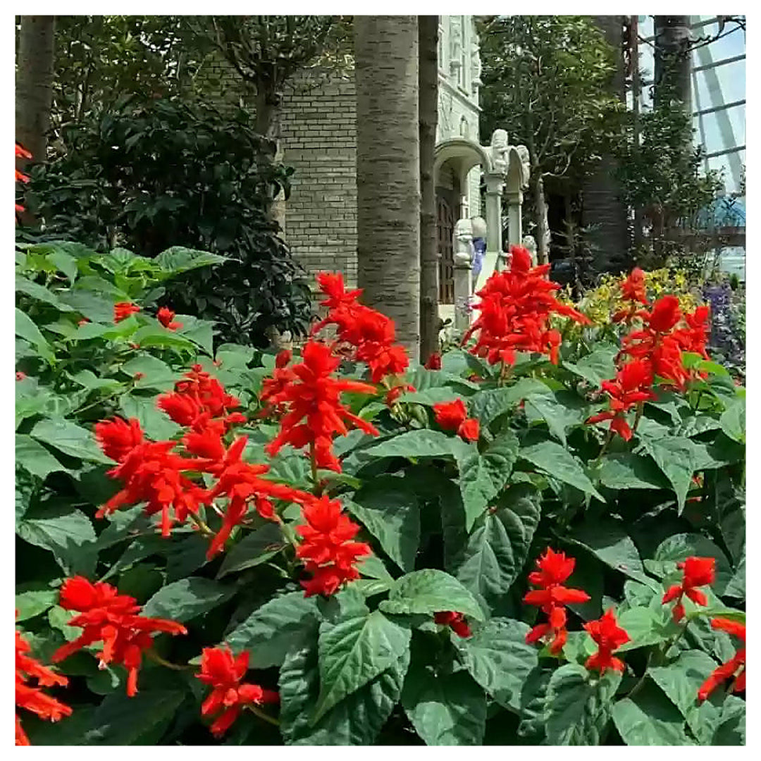Heirloom Non-GMO Scarlet Sage Flower Seeds for Planting – Bright Pollinator-Friendly Garden Blooms | Neera Seeds product photo [neera-v4-1add3899800280fd2fc0]