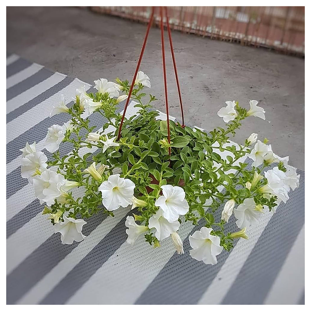White White Petunia Flower Fresh Planting Petunias Flower Seeds Home Garden Planting, | Neera Seeds product photo [neera-v4-1add9c9c59bc18e83c40]