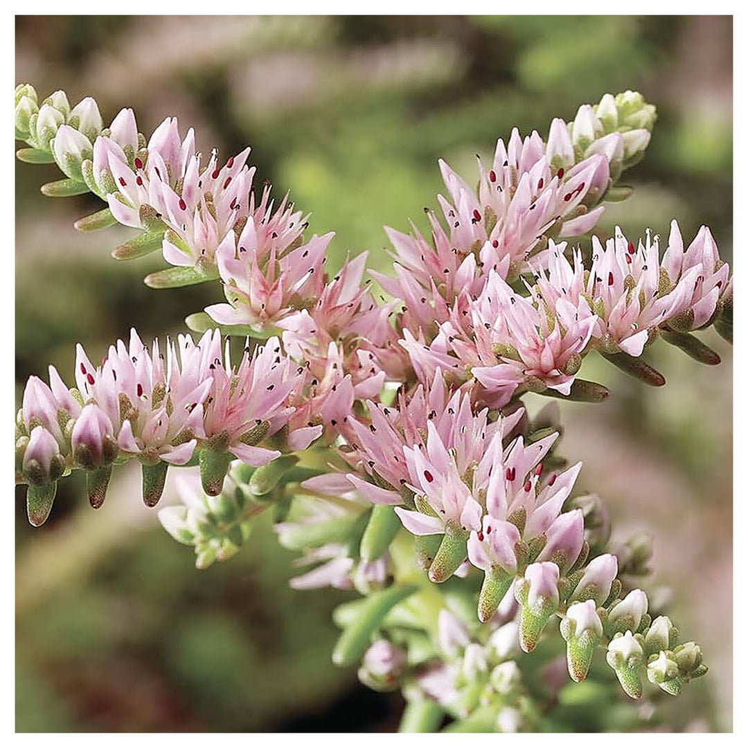 Heirloom Non-GMO Pink White Sedum Pulchellum Flower Seeds for Planting – Hardy Ground Cover Blooms | Neera Seeds product photo [neera-v4-1ae5ed456e12eb1183bf]