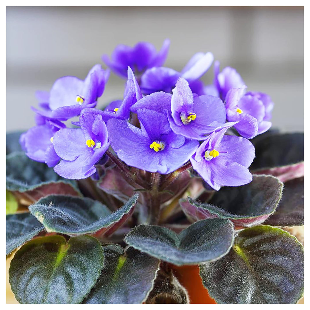African Violet Delosperma Flower Seeds for Planting – Drought-Tolerant Ice Plant Blooms | Neera Seeds product photo [neera-v4-1aed949e39a018c2687f]