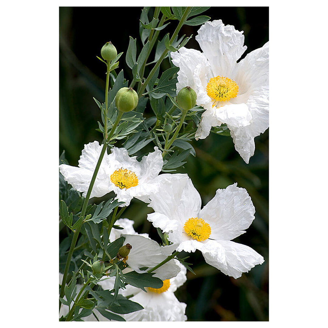Romneya Coulteri Matilija Poppy Flower Seeds - Heirloom, Non-GMO, High Germination Organic Garden Seeds for Plantin | Neera Seeds product photo [neera-v4-1af5b85a25d7c2ab7f4a]