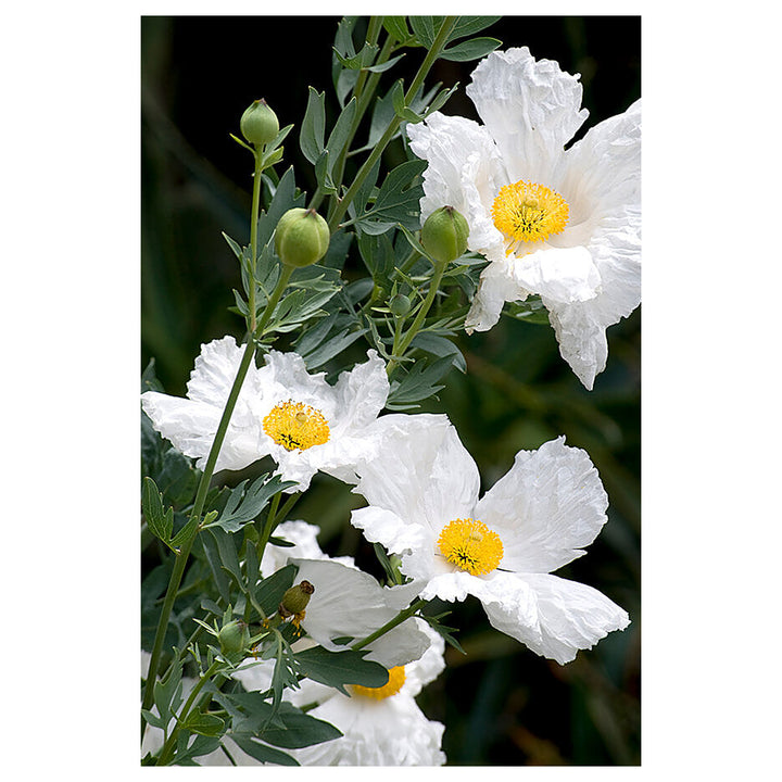 Romneya Coulteri Matilija Poppy Flower Seeds - Heirloom, Non-GMO, High Germination Organic Garden Seeds for Plantin | Neera Seeds product photo [neera-v4-1af5b85a25d7c2ab7f4a]