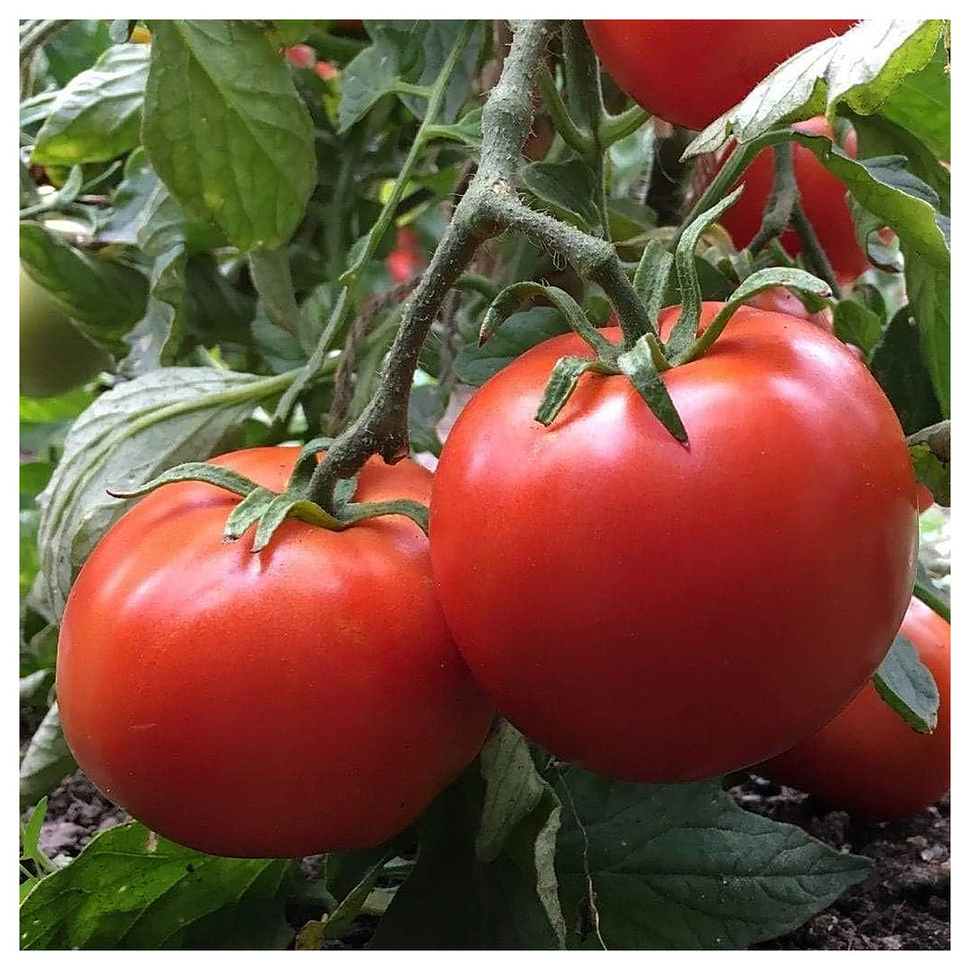Dark Red Tomato Seeds for Planting – Heirloom, Non-GMO, High Germination Organic Garden Seeds | Neera Seeds product photo [neera-v4-1afbc525672b1c800e14]