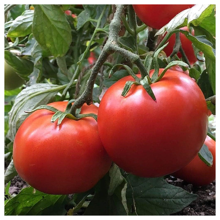 Dark Red Tomato Seeds for Planting – Heirloom, Non-GMO, High Germination Organic Garden Seeds | Neera Seeds product photo [neera-v4-1afbc525672b1c800e14]