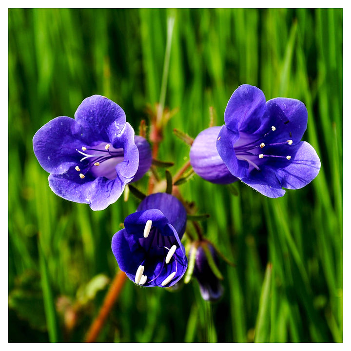 Heirloom Non-GMO Bluebell Flower Seeds – Unique Bell-Shaped Blooms for Planting | High Germination Organic Seeds | Neera Seeds product photo [neera-v4-1afd7f9dc80a3c0199f5]