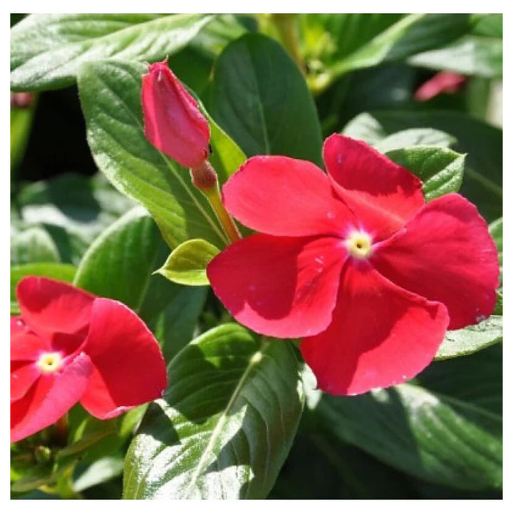 Red Vinca Periwinkle Flower Seeds – Heirloom Non-GMO Seeds for Planting High Germination Organic Garden Blooms | Neera Seeds product photo [neera-v4-1afeec27c89ce4b1f5cb]