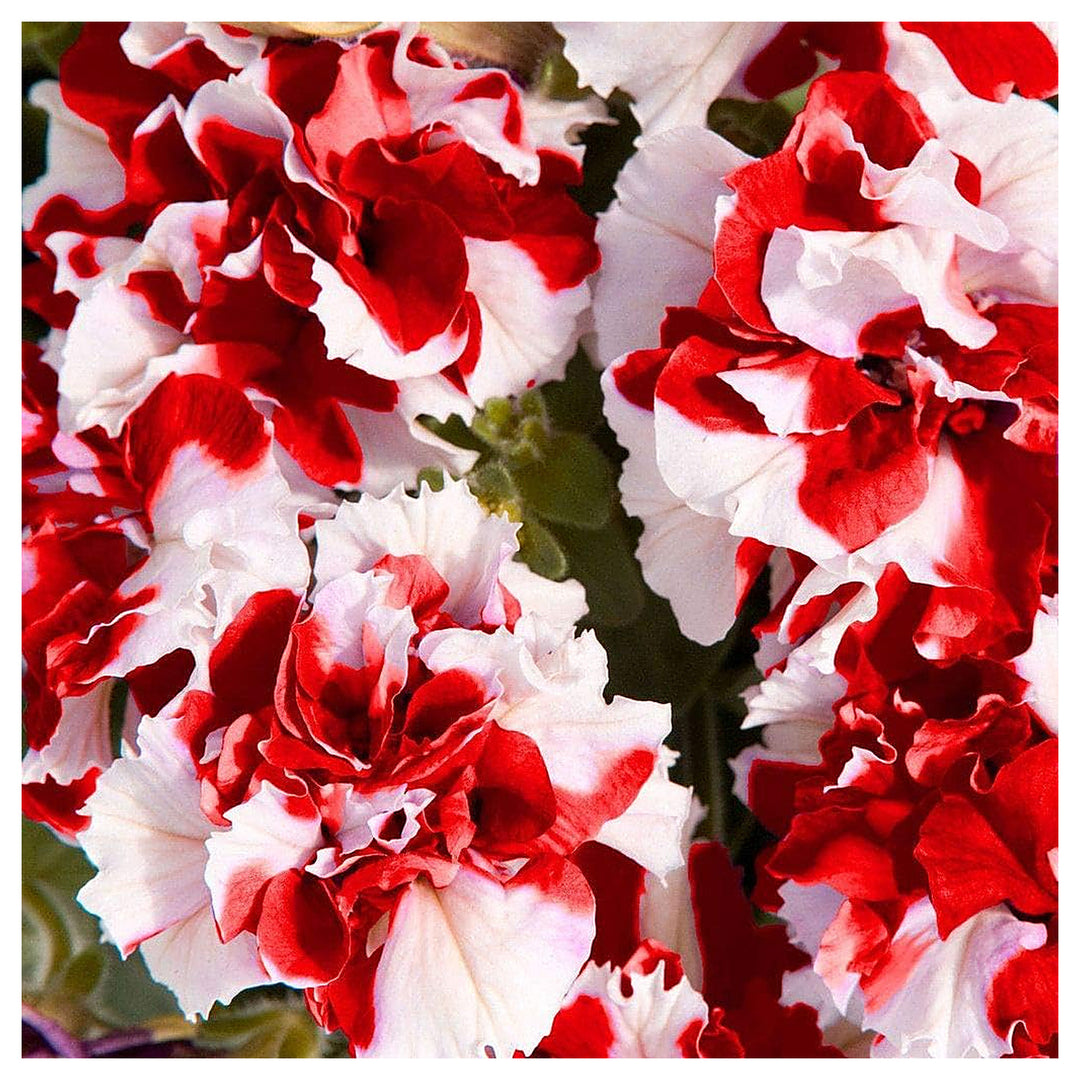 Red White Double Petunia Flower Seeds for Planting – Heirloom, Non-GMO, High Germination Organic Garden Seeds | Neera Seeds product photo [neera-v4-1affbe8b1c5536822a1e]