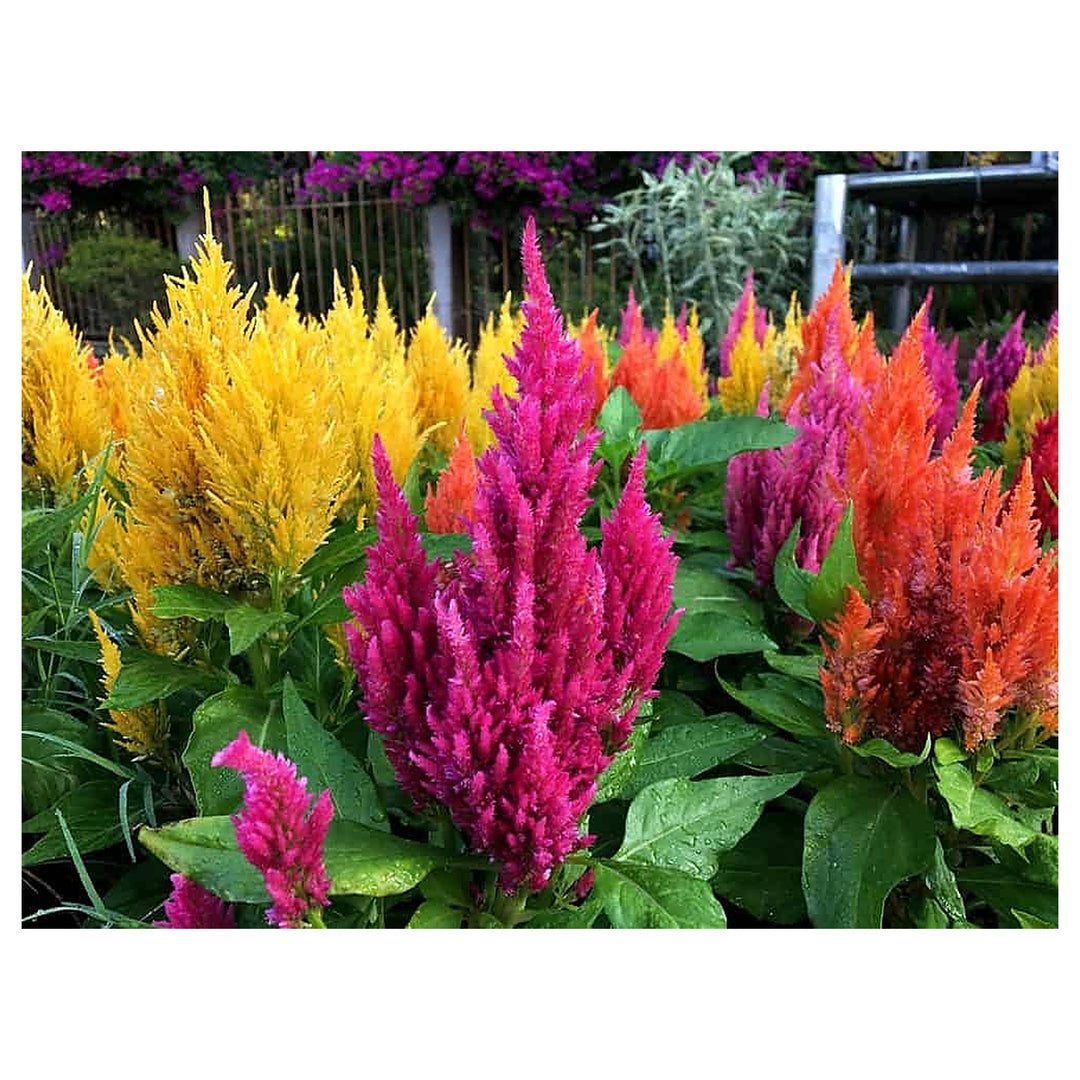 Celosia Mix Large Flowers Flower Seeds for Home Garden Planting, Blooming Organic Blooming | Neera Seeds product photo [neera-v4-1b1644b737023ebf08a2]