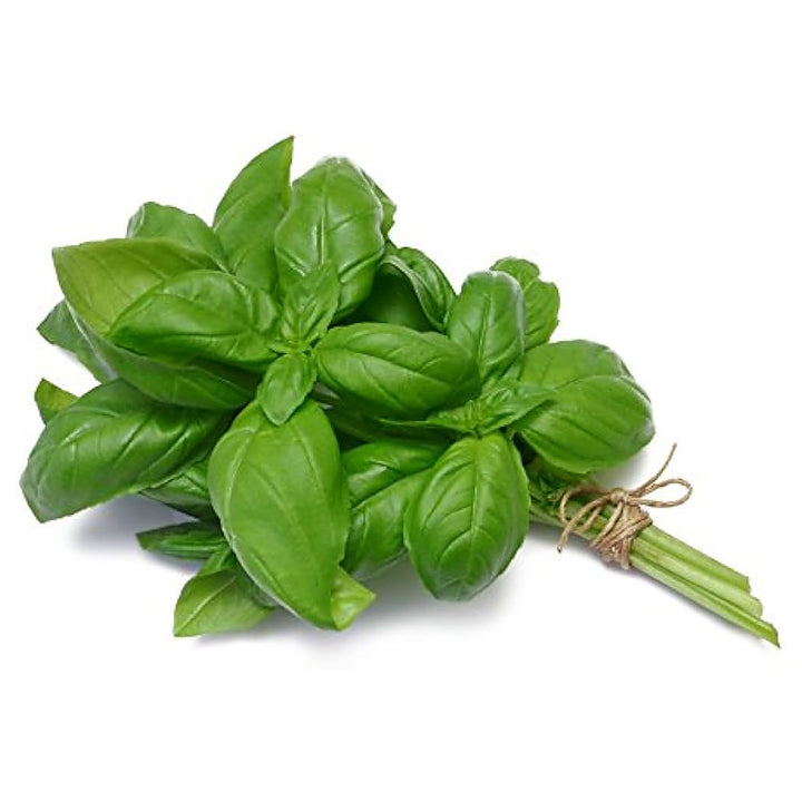 Genovese Basil Herb Seeds for Planting – Organic, Heirloom, Non-GMO, High Germination Organic Garden Seeds for Culi | Neera Seeds product photo [neera-v4-1b25c4fb1c4a0aaaed36]