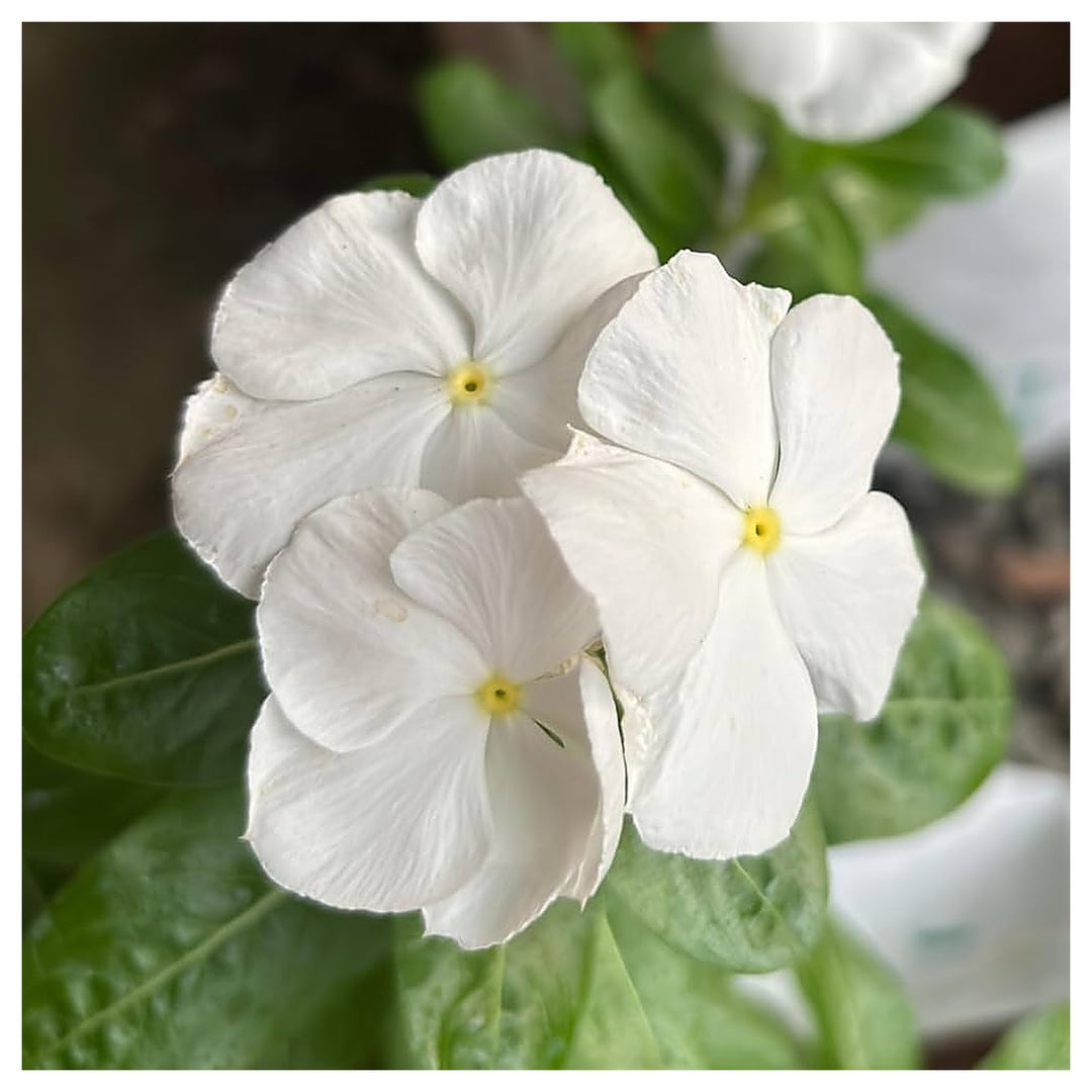 White Vinca Flower Seeds – Elegant, Low-Maintenance Annuals for Garden Planting | Neera Seeds product photo [neera-v4-1b3d64ea57f6d3381483]