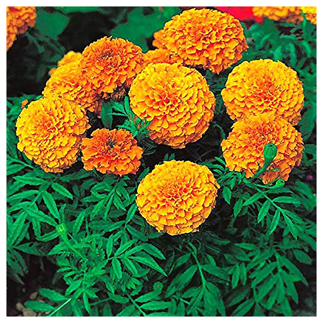 Orange African Marigold Tagetes Erecta Days To Bloom Flower Seeds for Home Garden Planting, Exotic | Neera Seeds product photo [neera-v4-1b429e13511e5f070701]