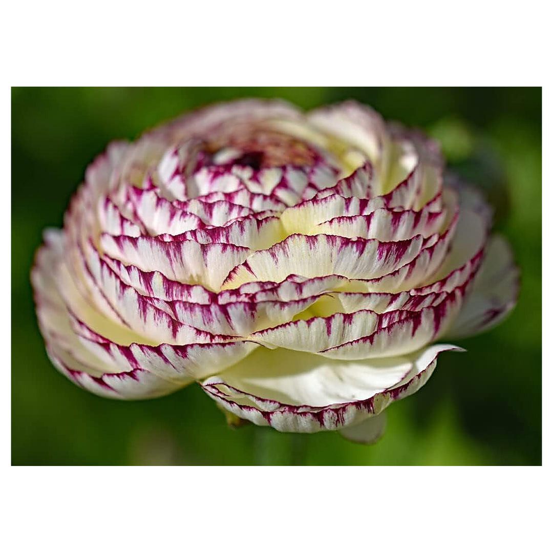 Heirloom Non-GMO White Purple Ranunculus Flower Seeds for Planting – Rare Bloom Variety | Neera Seeds product photo [neera-v4-1b49c9445e4cdd753d51]