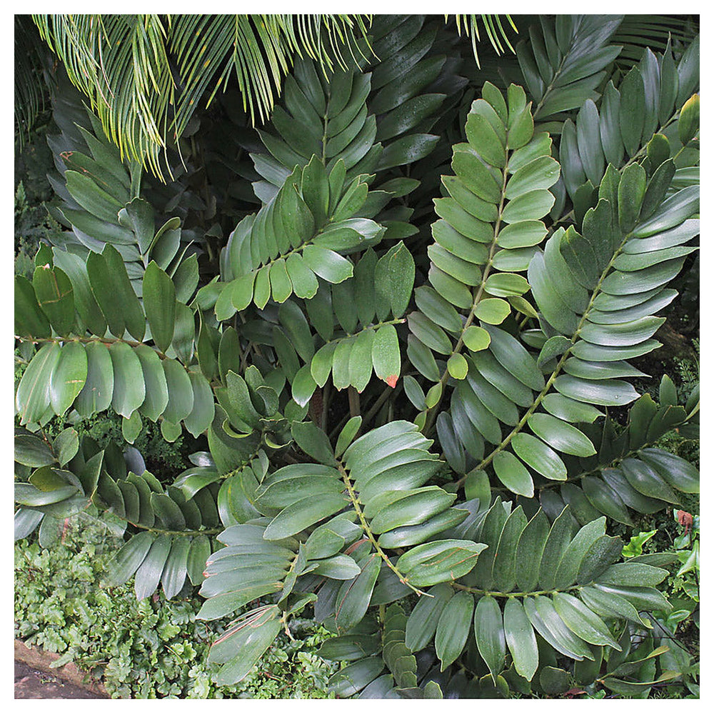 Green Zamia Furfuracea Plant Seeds for Planting Heirloom Non-GMO High Germination Organic Garden Seeds Tropical Cyc | Neera Seeds product photo [neera-v4-1b4f5b889f203c0aa89c]
