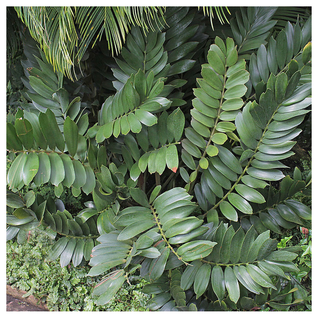 Green Zamia Furfuracea Plant Seeds for Planting Heirloom Non-GMO High Germination Organic Garden Seeds Tropical Cyc | Neera Seeds product photo [neera-v4-1b4f5b889f203c0aa89c]