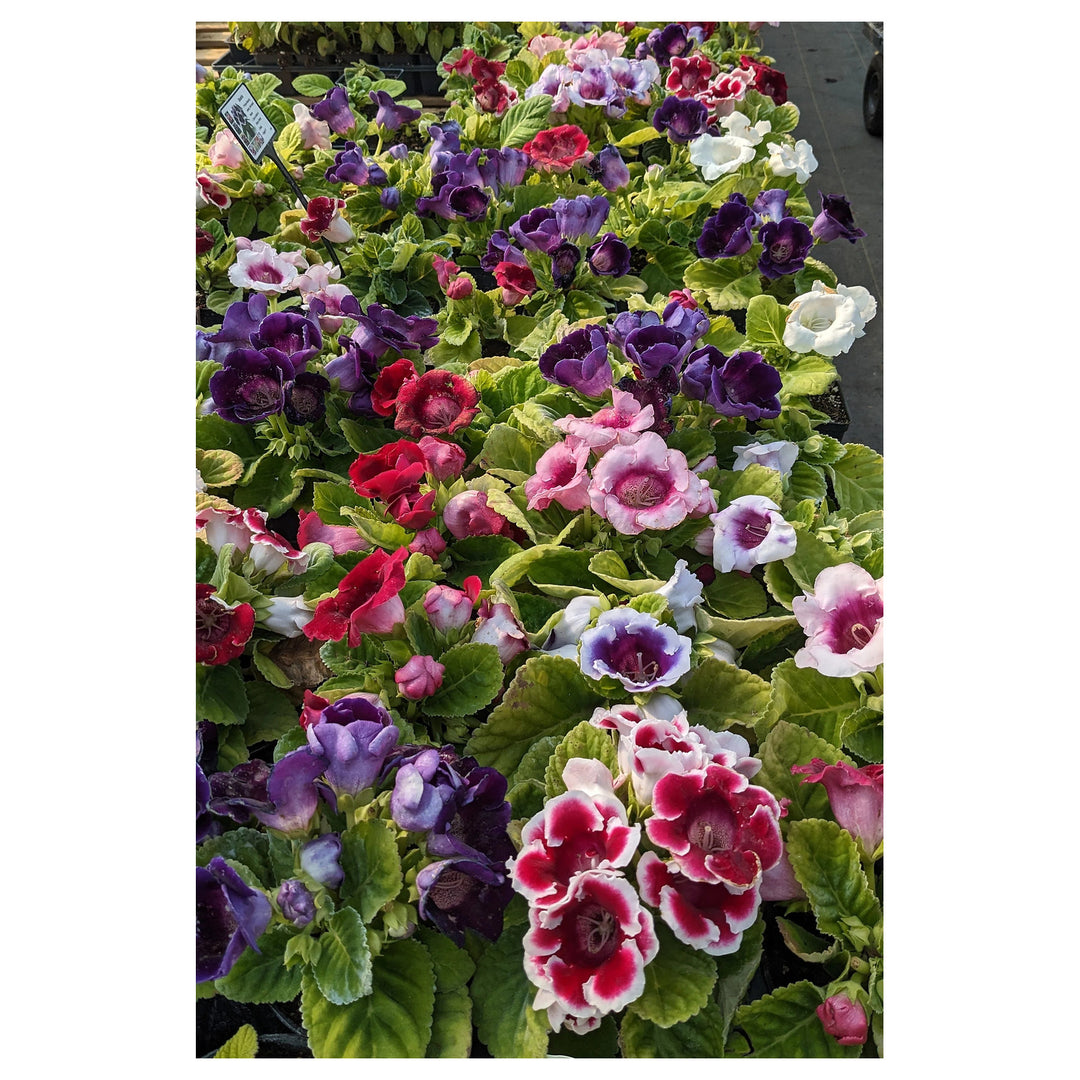 Heirloom Mixed Gloxinia Flower Seeds for Planting – Non-GMO Tropical Indoor Blooms, Organic Garden Seeds | Neera Seeds product photo [neera-v4-1b5d667b3ec2a9cd332d]