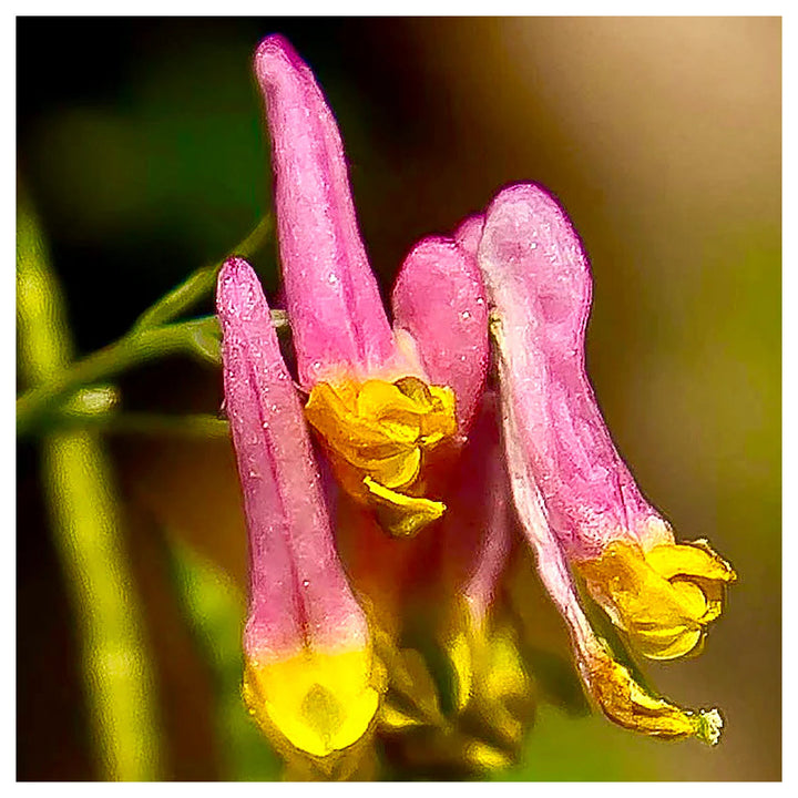 Heirloom Non-GMO Pink Rock Harlequin Flower Seeds for Woodland Wildflower Garden Plantin | Neera Seeds product photo [neera-v4-1b671422906554292d0c]