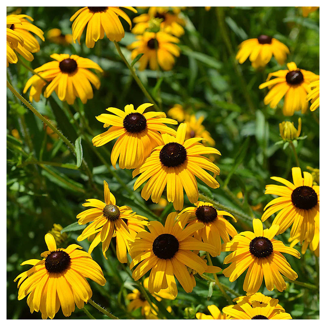 Black Susan Rudbeckia Hirta Eyed Flower For Planting Perfect For Cottage Gardens Natural | Neera Seeds product photo [neera-v4-1b6bdbea85961350d1eb]