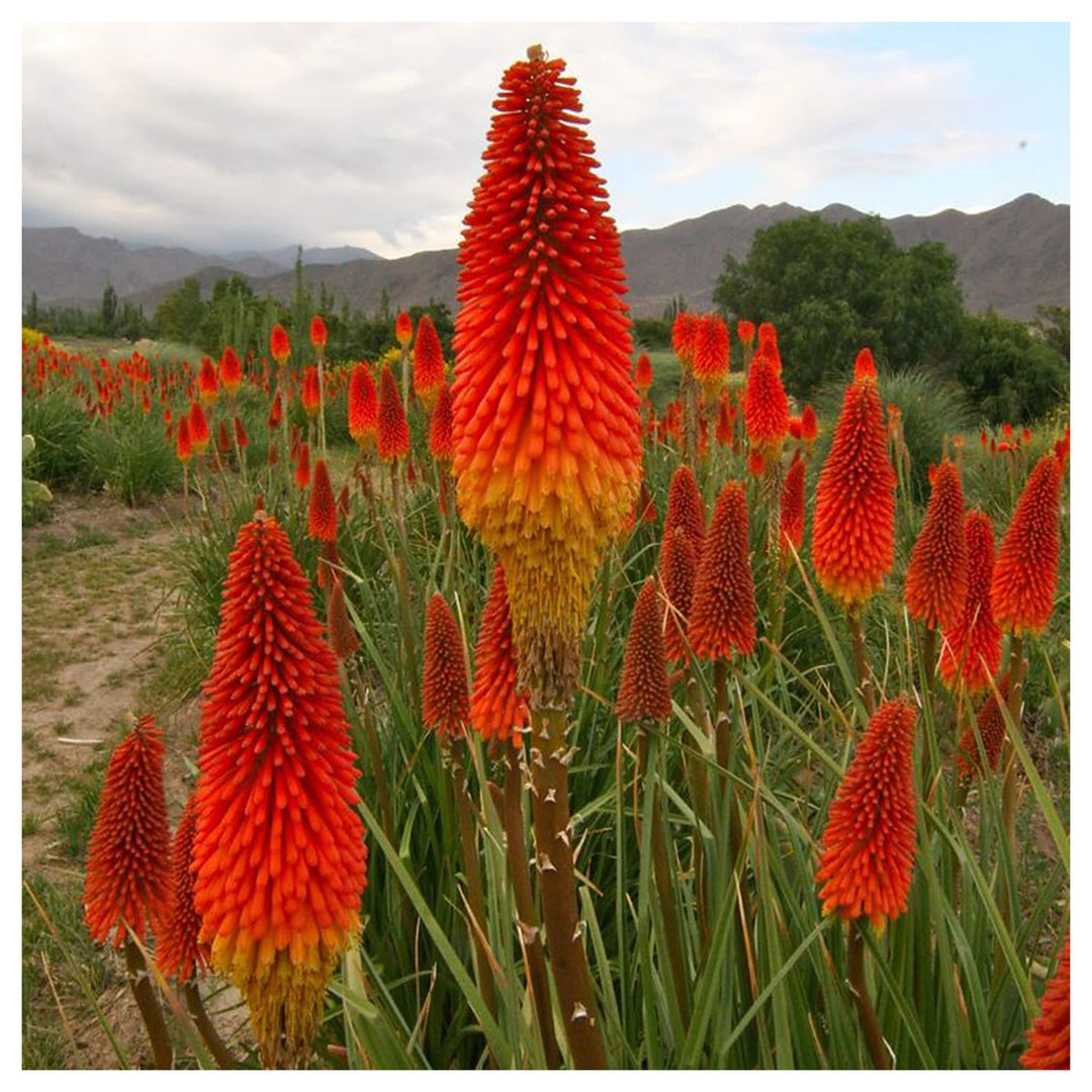 Kniphofia Lily Kniphofia Uvaria For Planting In Flower Bed Flower Seeds for Home Garden Planting, | Neera Seeds product photo [neera-v4-1b6c2b5f729c258d36d3]