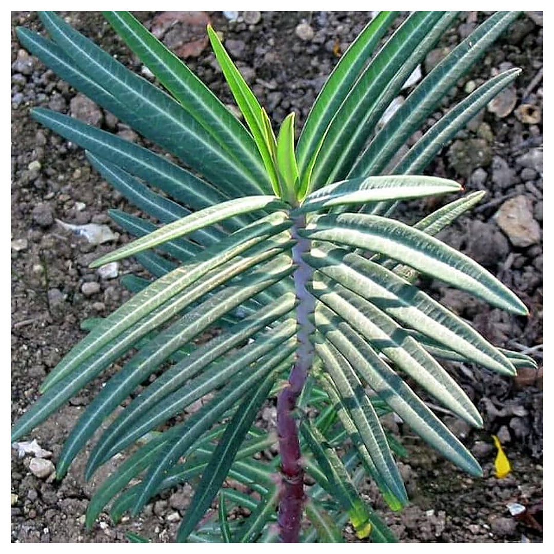 Lathyris Plant Seeds – Heirloom, Non-GMO, Ornamental Foliage for Unique Garden Planting | Neera Seeds product photo [neera-v4-1b862675d472e08e7469]