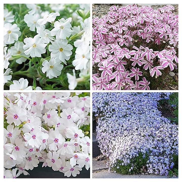 Organic Mix Creeping Phlox Flower Seeds for Planting – Heirloom, Non-GMO | Neera Seeds product photo [neera-v4-1b864a8928d906d0c849]