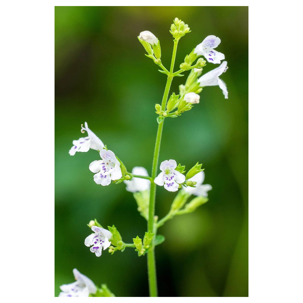 Camphor Catnip (Nepeta camphorata) Seeds for Planting – Heirloom, Non-GMO, High Germination Organic Garden Seeds fo | Neera Seeds product photo [neera-v4-1b9e5bdc92350717f5a6]
